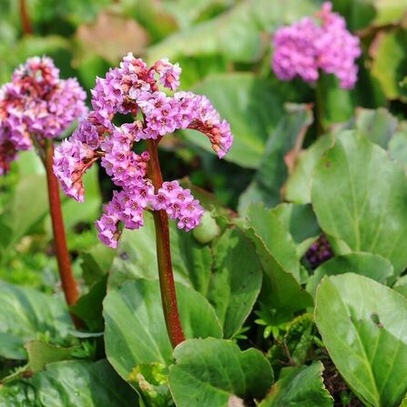 Бадан толстолистный (Bergenia crassifolia) С2